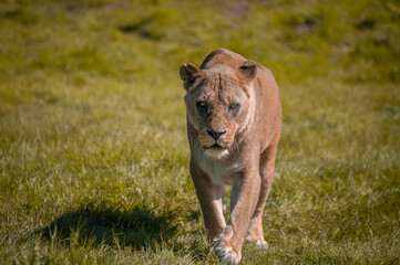 Lioness (Panthera leo) walking in the wilderness towards the point of camera view.
