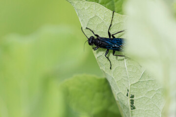 blue mud dauber or blue mud wasp (Chalybion californicum)