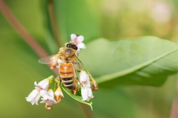 honey bee (also spelled honeybee)