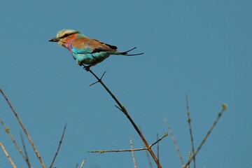 Lilac Breasted Roller on a bare branch