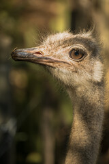 Ostrich closeup headshot in Oudtshoorn Western Cape South Africa