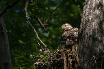 red shouldered hawk babies at nest