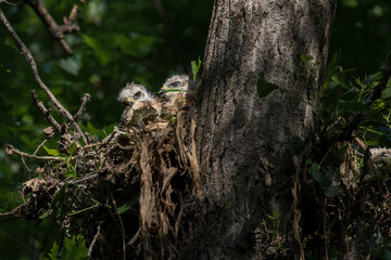 red shouldered hawk babies at nest