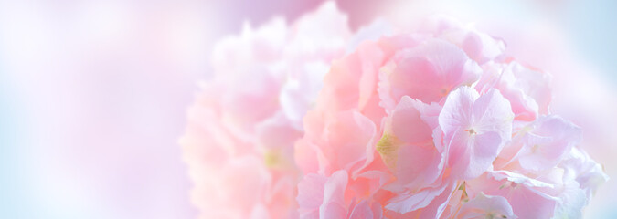 Hydrangea pink flower closeup. Beautiful soft colors Hortensia art design. Beauty pink colour...