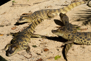Alligator puppies (pap yellow alligator) in the park of Rio de Janeiro, Brazil.