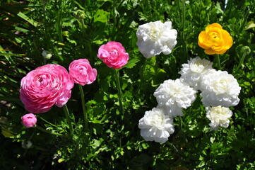 Beautiful pink and white ranunculus flowers