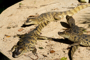 Alligator puppies (jacaré do papo amarelo) in the park of Rio de Janeiro, Brazil.