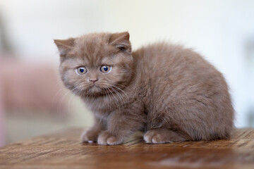 Katzenbaby Kitten in cinamon Geschwister edel und hübsch