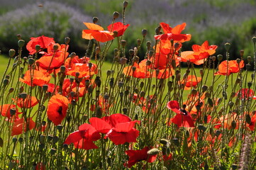 Beautiful red poppies glowing in the summer sun