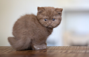Katzenbaby Kitten in cinamon Geschwister edel und hübsch