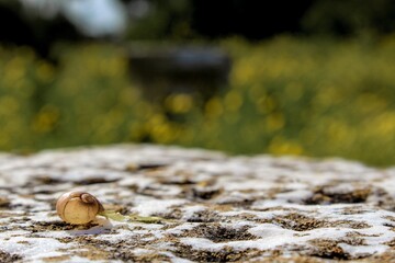 Snail shell on a stone