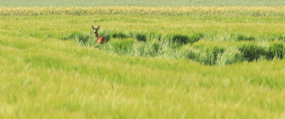 Young male roe deer (Capreolus capreolus).