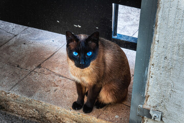 stray siamese cat in a doorway, with piercing gaze and blue eyes.