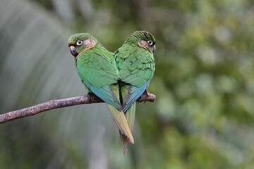 Tiriba-de-testa-vermelha, Maroon-bellied Parakeet.
