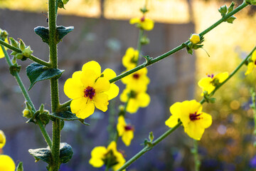 Verbascum Sinuatum, wild plants and flowers in a Mediterranean forest.