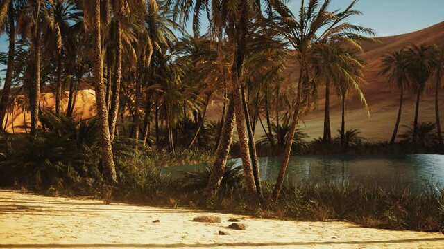 Oasis in hot Sahara Desert