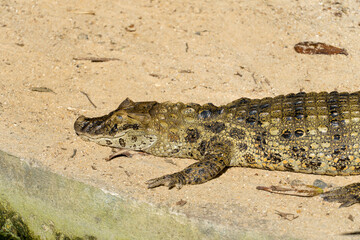 Alligator puppies (jacaré do papo amarelo) in the park of Rio de Janeiro, Brazil.