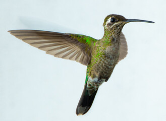 Hummingbird