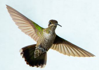 Hummingbird