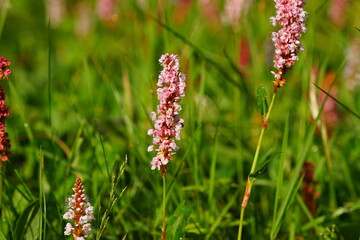 Pink flowering Knotweed, knotgrass (Polygonum affine). Knotweed family (Polygonaceae). Dutch garden, June.  