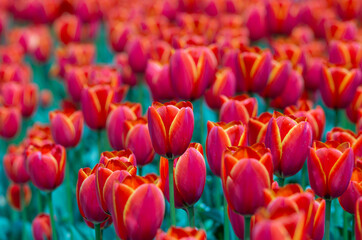 Bright red tulips on a summer evening on the lawn.