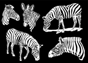 Fototapeta na wymiar Graphical collection of zebra , vector elements isolated on black background