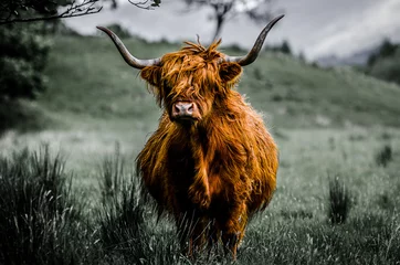 Fond de hotte en verre imprimé Highlander écossais vache écossaise des Highlands