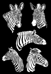 Graphical collection of zebra , vector elements isolated on black background