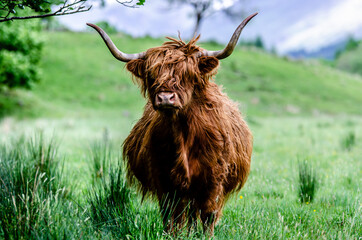 scottish highland cow - 442015483