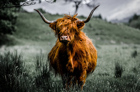 Scottish Highland Cow