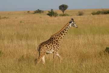 Naklejka na ściany i meble Single Maasai giraffe on a grassland walking to the right in profile.
