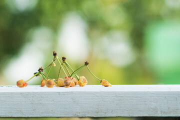 Bones from the eaten cherry fruits