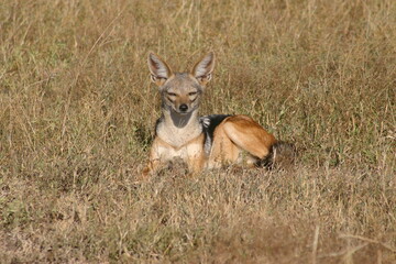 Black-backed jackal laying in yellow brown grass looking at the camera