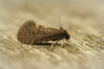 Closeup on the large birch bright, Taleporia tubulosa, a small brown and hairy micro moth