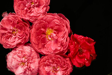 Pink roses on a black background. View from above.