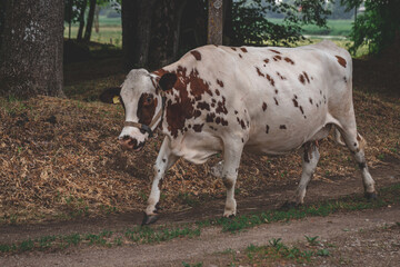 Spotted brown cow going home.  Full length portrait of a cow. Cow farming