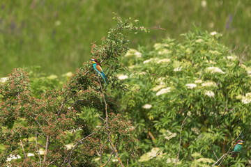 Merops apiaster - European bee-eater colorful bird on a nice green background with beautiful bokeh. Photo of wild nature.