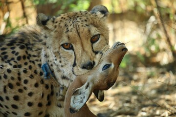 Close-up of cheetah with young impala prey