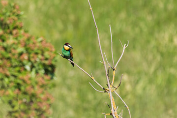 Merops apiaster - European bee-eater colorful bird on a nice green background with beautiful bokeh. Photo of wild nature.