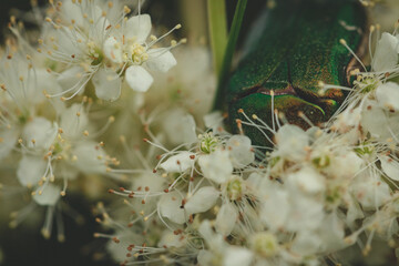 Big shiny green bug sitting in flowers of  meadowsweet. Selective focus, close up macro coloured version