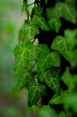 green leaves on a tree