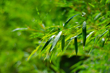 green grass with dew drops