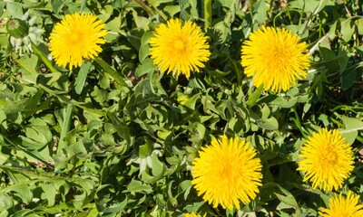 Löwenzahn auf Wiese Draufsicht
