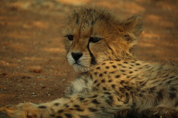 Close-up of a cheetah cub resting in the shade 