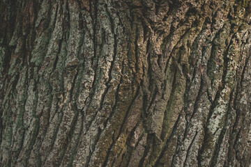 Oak bark texture. Tree bark background. Forest trunk pattern. Brown wood pattern. Natural tree bark background