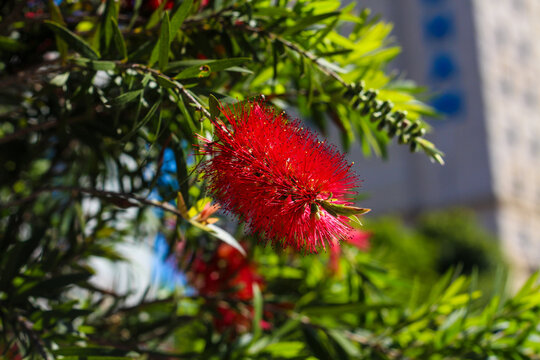 Callistemon plant in bloom in the city. fresh vivid colors