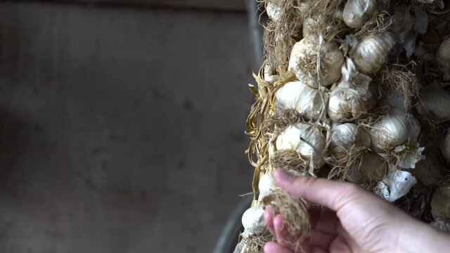 Close up authentic 4k video of a sack of dried garlic, hanging from the ceiling. The concept for food preservation village life and poverty Hand is inspecting the garlic