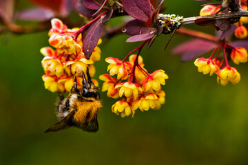 bumblebee