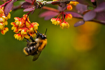 bumblebee © rubbersoulroad