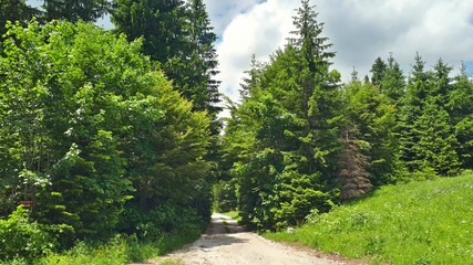 Fototapeta na wymiar Gravel road through the forest on mountain Igman, Bosnia and Herzegovina